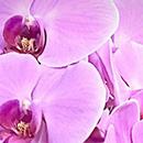 Jan Truchot, Simplistic mobility method (SMM) review