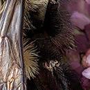 Tammie Adams Wagner, Simplistic mobility method (SMM) review