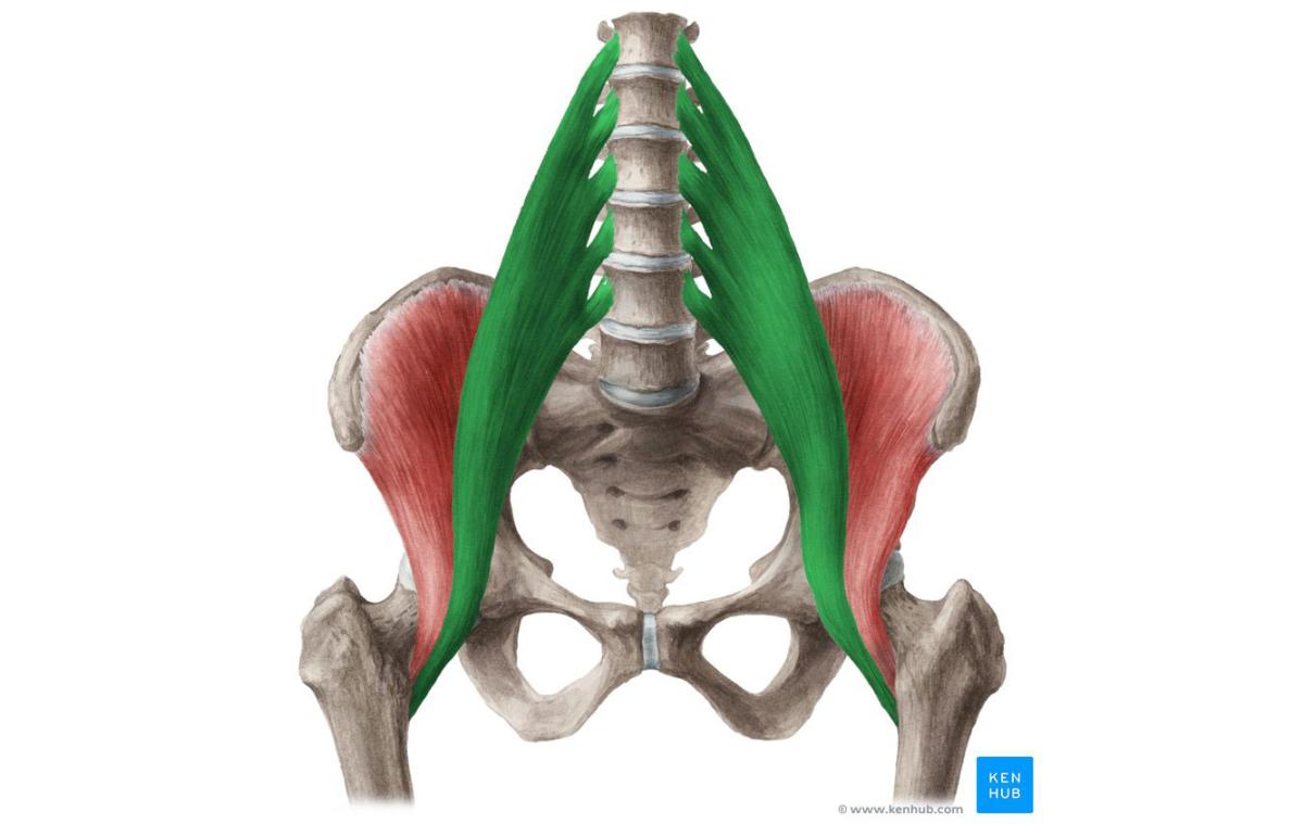 What Are the Hip Flexors? - Tom Morrison