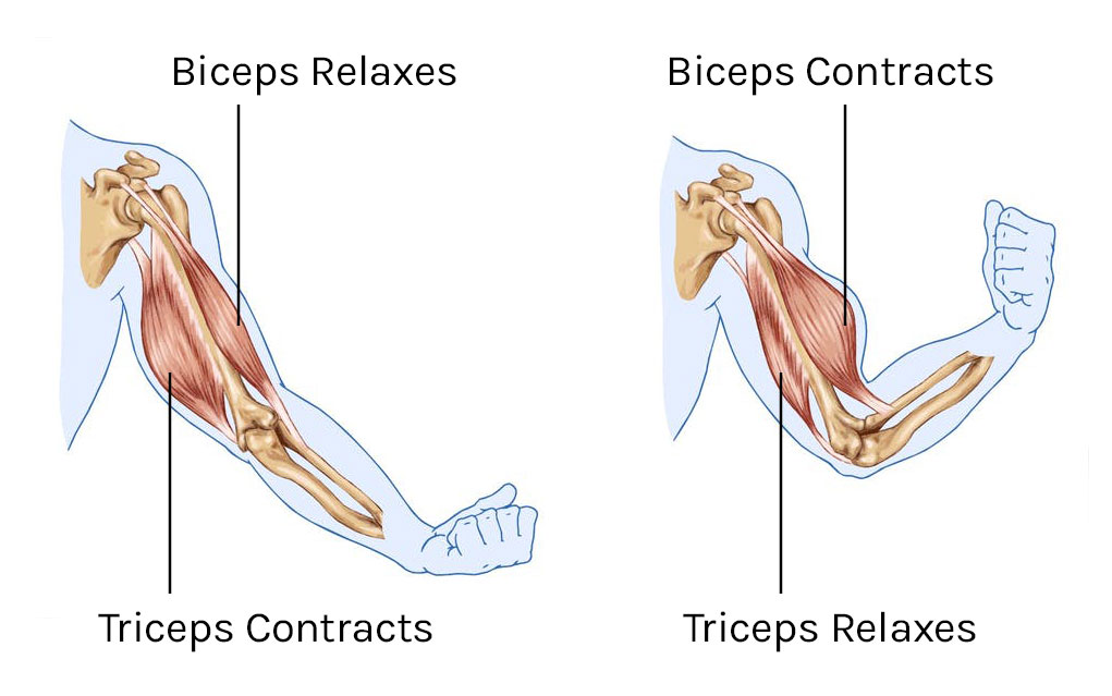 Contracting and relaxing of arms biceps and triceps muscles