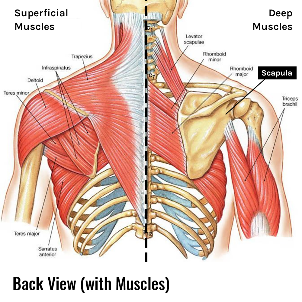 Scapula Shoulder Blade Anterior View Shoulder Anatomy Upper Limb | The ...