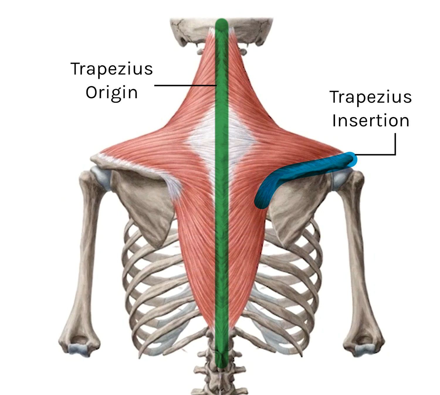 trapezius muscle origin and insertion