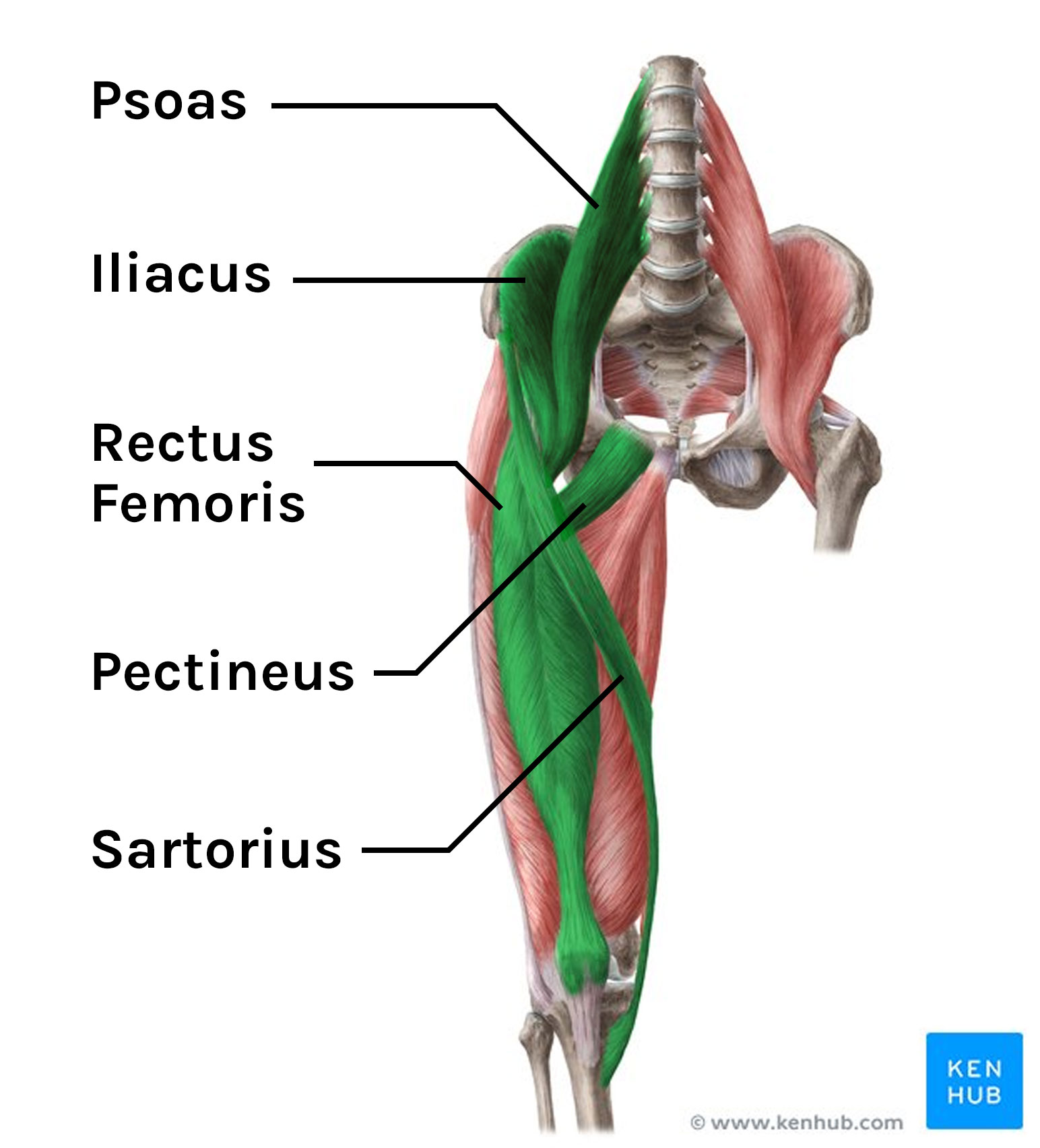 Parts Of The Hip Flexor