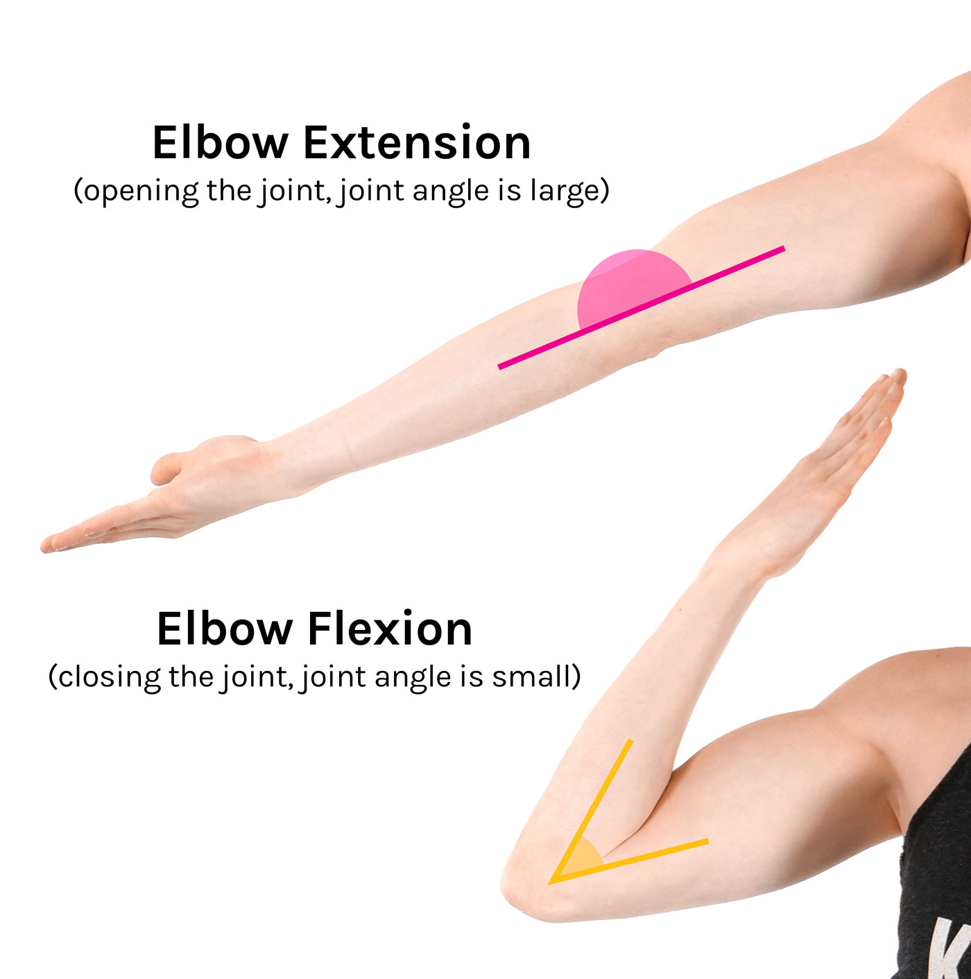 elbow flexion and extension