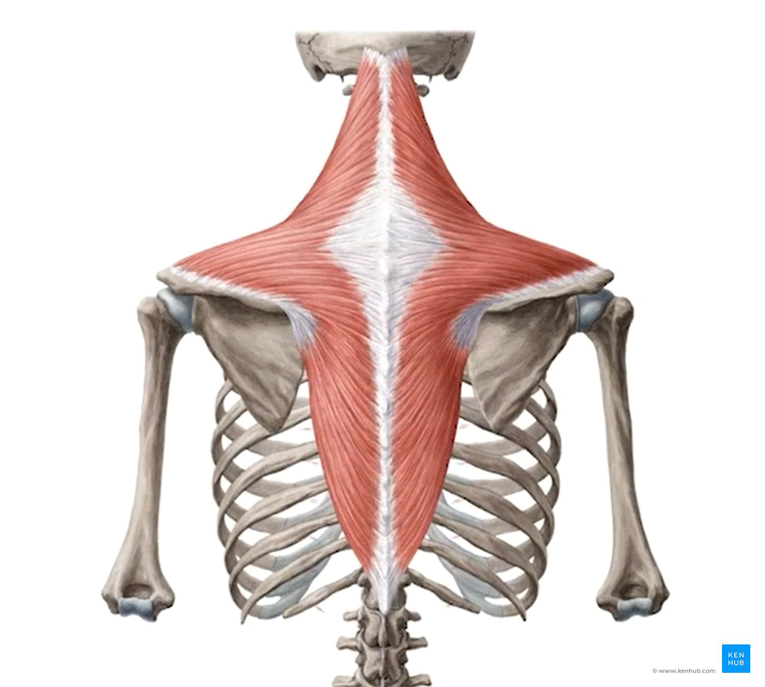 Shoulder Girdle Muscles - Origins, Insertions, Action and Exercises