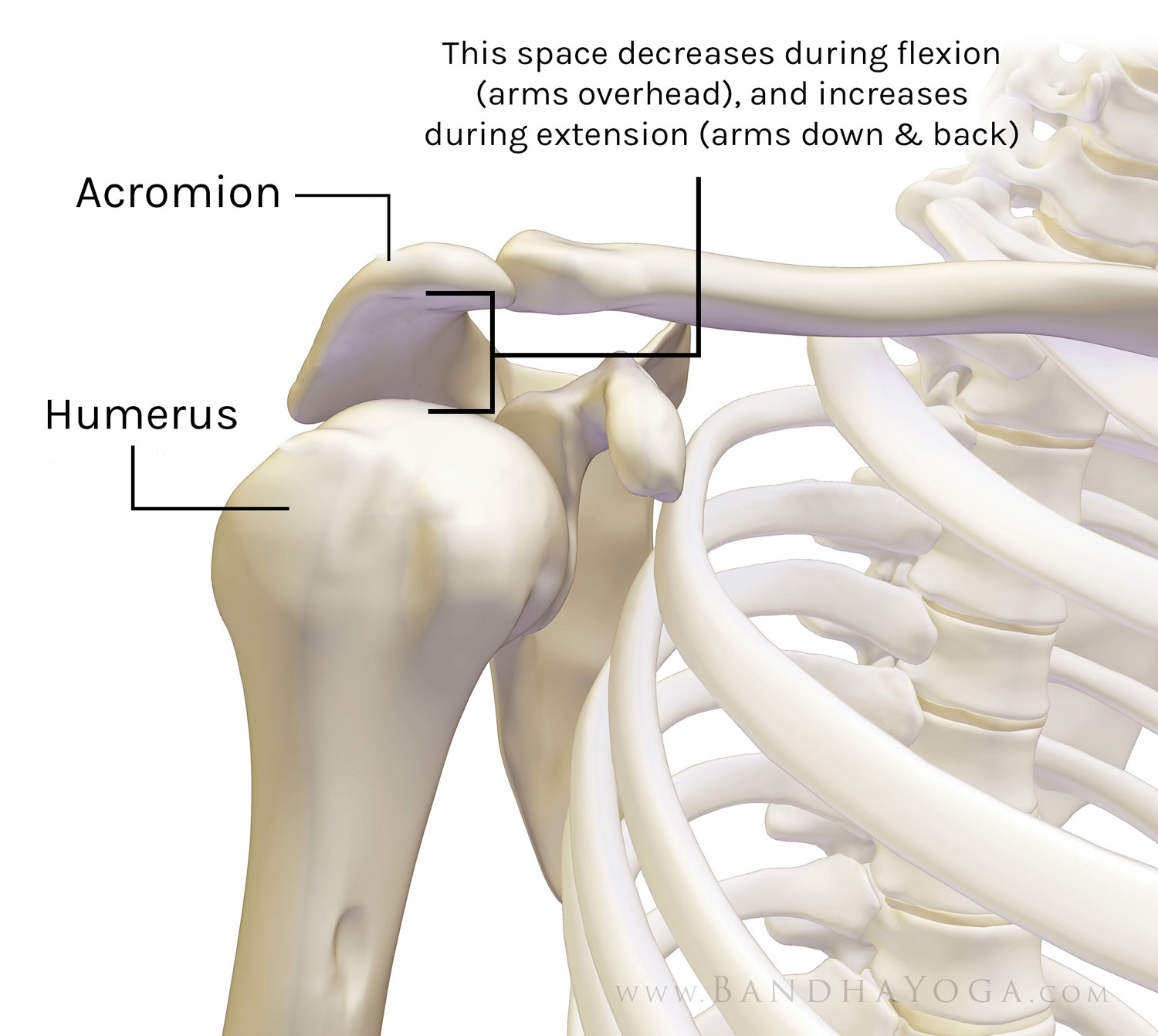 shoulder flexion vs extension