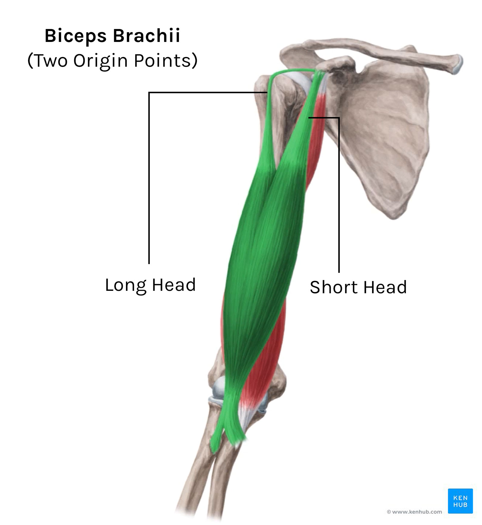 Shoulder Girdle Muscles - Origins, Insertions, Action and Exercises