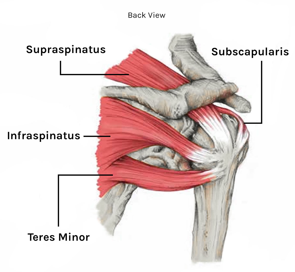 Shoulder rotator store cuff muscles