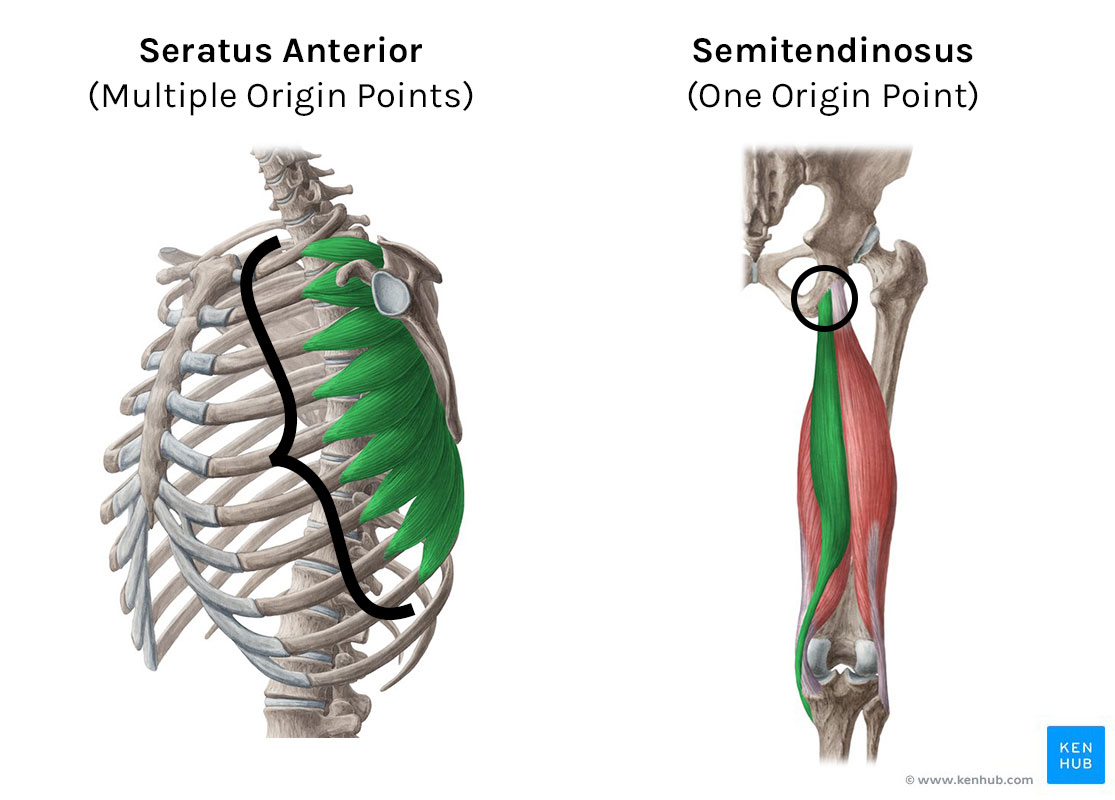 Point Of Origin Definition Anatomy