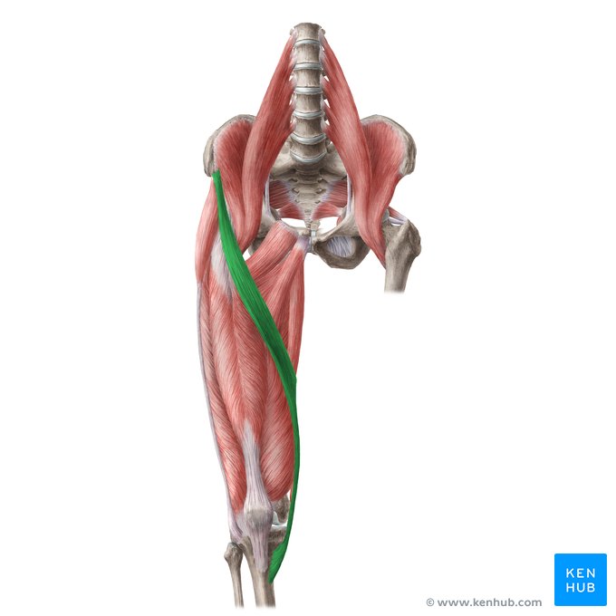 What Are the Hip Flexors? - Tom Morrison