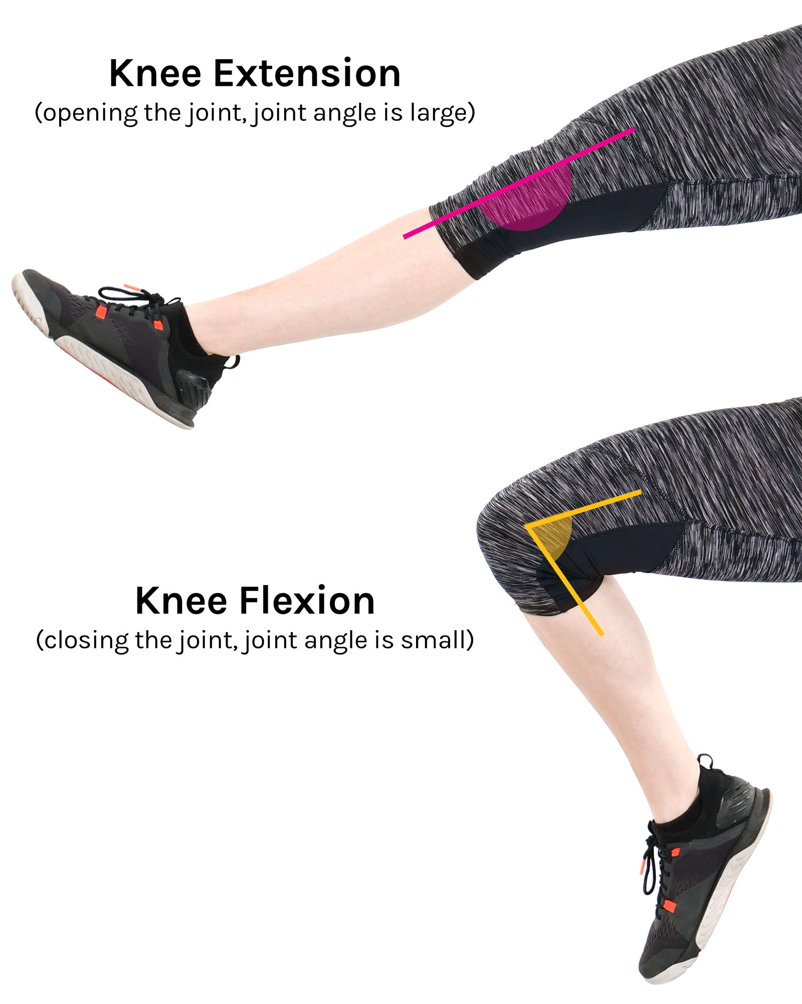 flexion and extension of arm