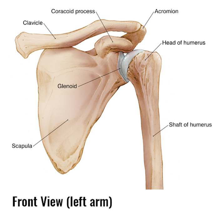 How to Fix a Winged Scapula - Tom Morrison