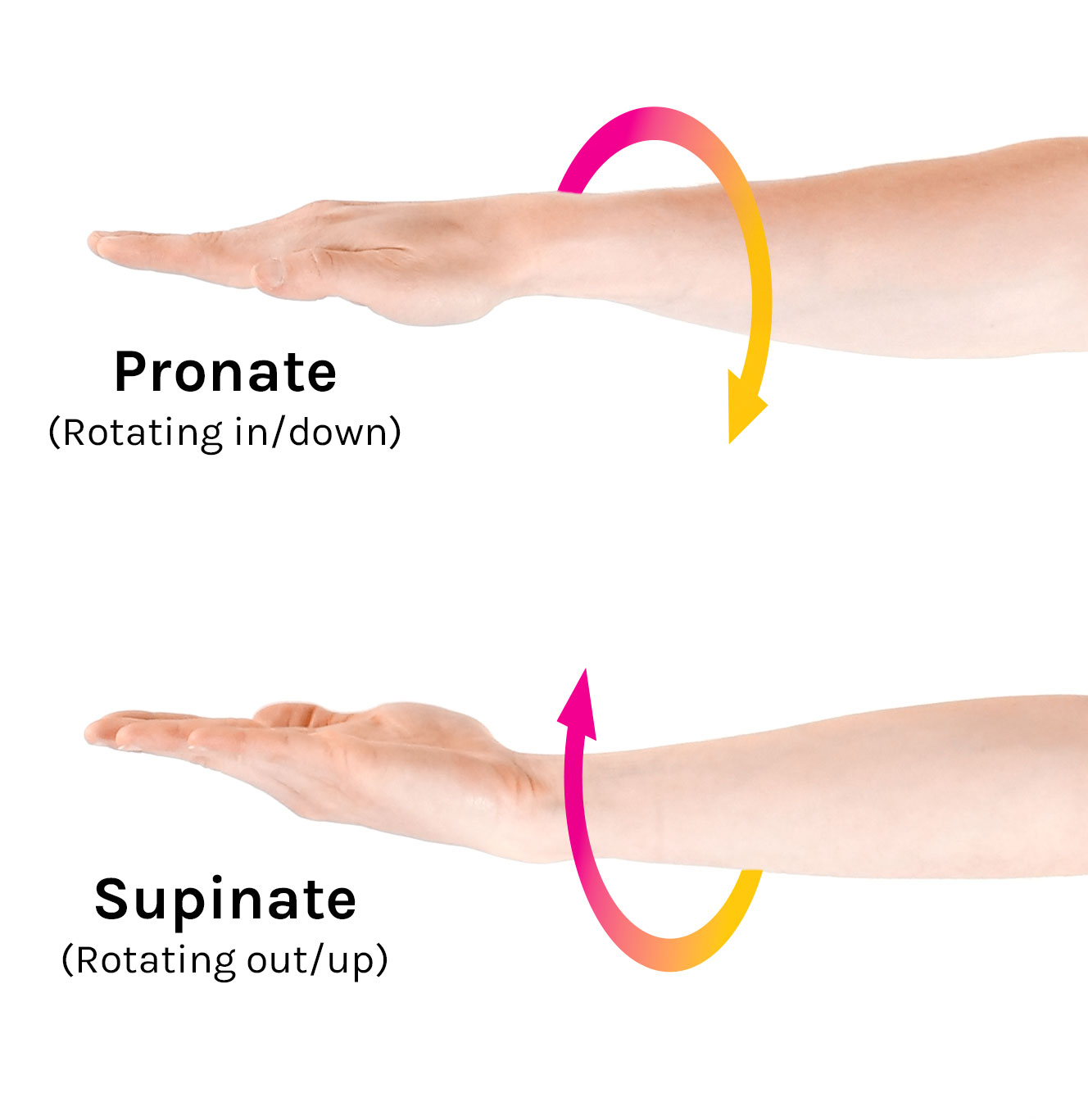 Supination and Pronation of Forearm and Hand Demonstration Anatomy